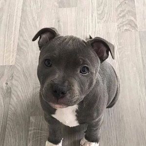 Meet your Posher, Mauro